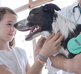 Vet Examining Dog