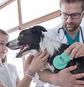 Vet Examining Dog