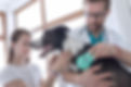 Exame do veterinário do cão