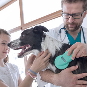 STOP rushing to Vet's Office