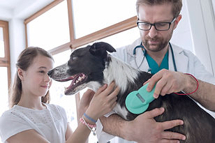 Vétérinaire examen chien