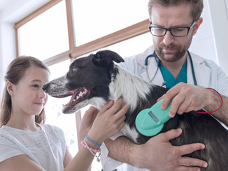 Continue Serving as a Veterinarian