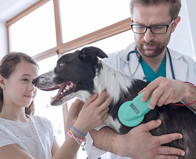Vet Examining Dog
