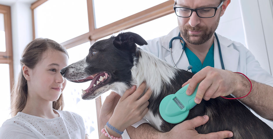 Vet Examining Dog