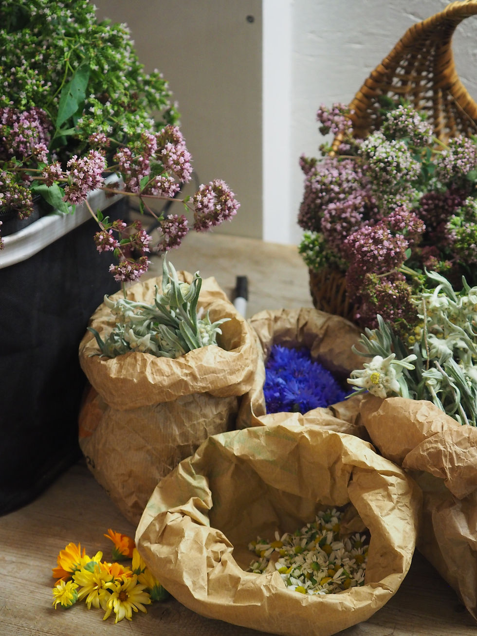 A la découverte des plantes sauvages médicinales