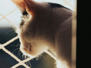Un chat observe à travers un parc de cageothérapie