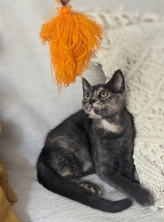chat tricolore qui joue.jpg