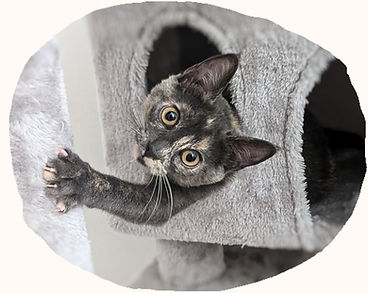chat tricolore dans un arbre à chat