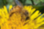 It’s hard to beat the real stuff. A honey bee seeks out dandelion pollen and nectar. Photo: Peter Bray.