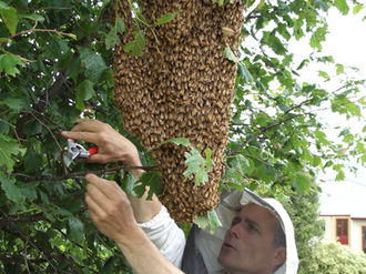We Few, We Lucky Few: 20 Years on from Nelson’s Varroa Incursion