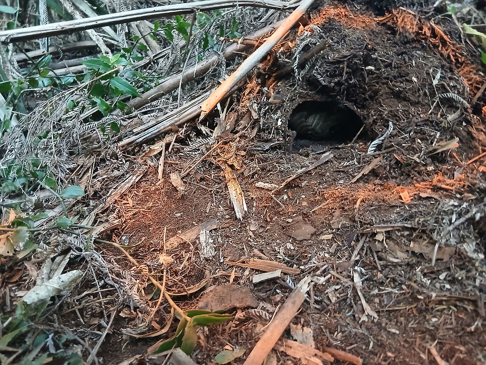 A primary nest in a punga log, ready for collection, having been treated 24 hours previously.