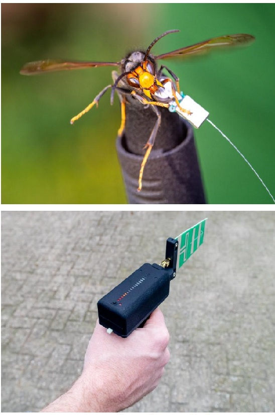Radio tracking technologies are now a “core tool” for finding hornet nests, with 14 having been found using the technique as at February 4.