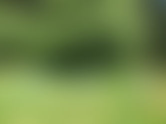 Reducing the AFB Risk of Abandoned Hives – the Responsibility of All Beekeepers