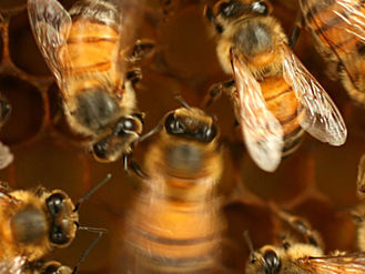 Dancing Bees – and a Hack to Reduce Robbing