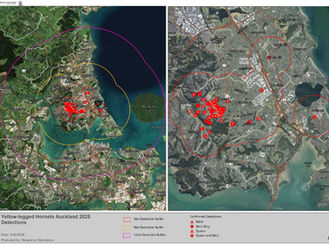 Hornet Response Continues on North Shore Only