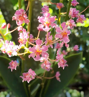 Orquidea Lophiaris andrewsiae.jpg