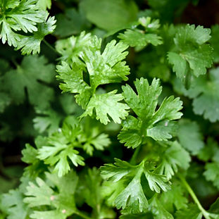 Cilantro, Coriandrum sativu.jpg