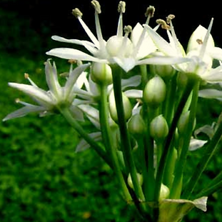 cebollina, Allium tuberosum.png