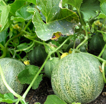 Melon, Cucumis melo L. .jpg
