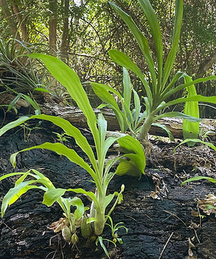 ORCHID Catasetum integerrimum.jpg