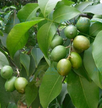 huaya, Melicoccus bijugatus.jpg
