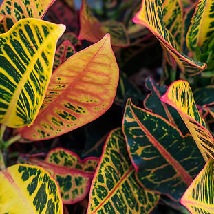 Crotos, Codiaeum variegatum.jpg