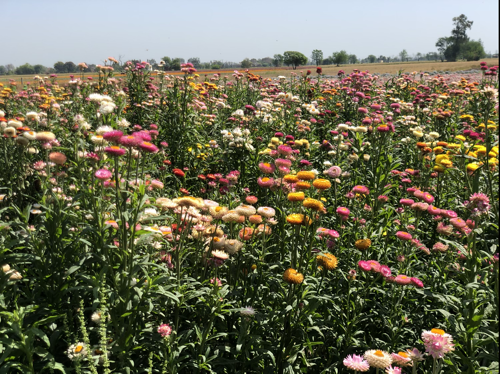 Thumbnail: NM -Helichrysum Songs Mix