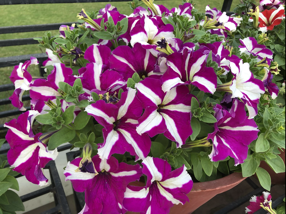 Thumbnail: Petunia NC Stars Mix