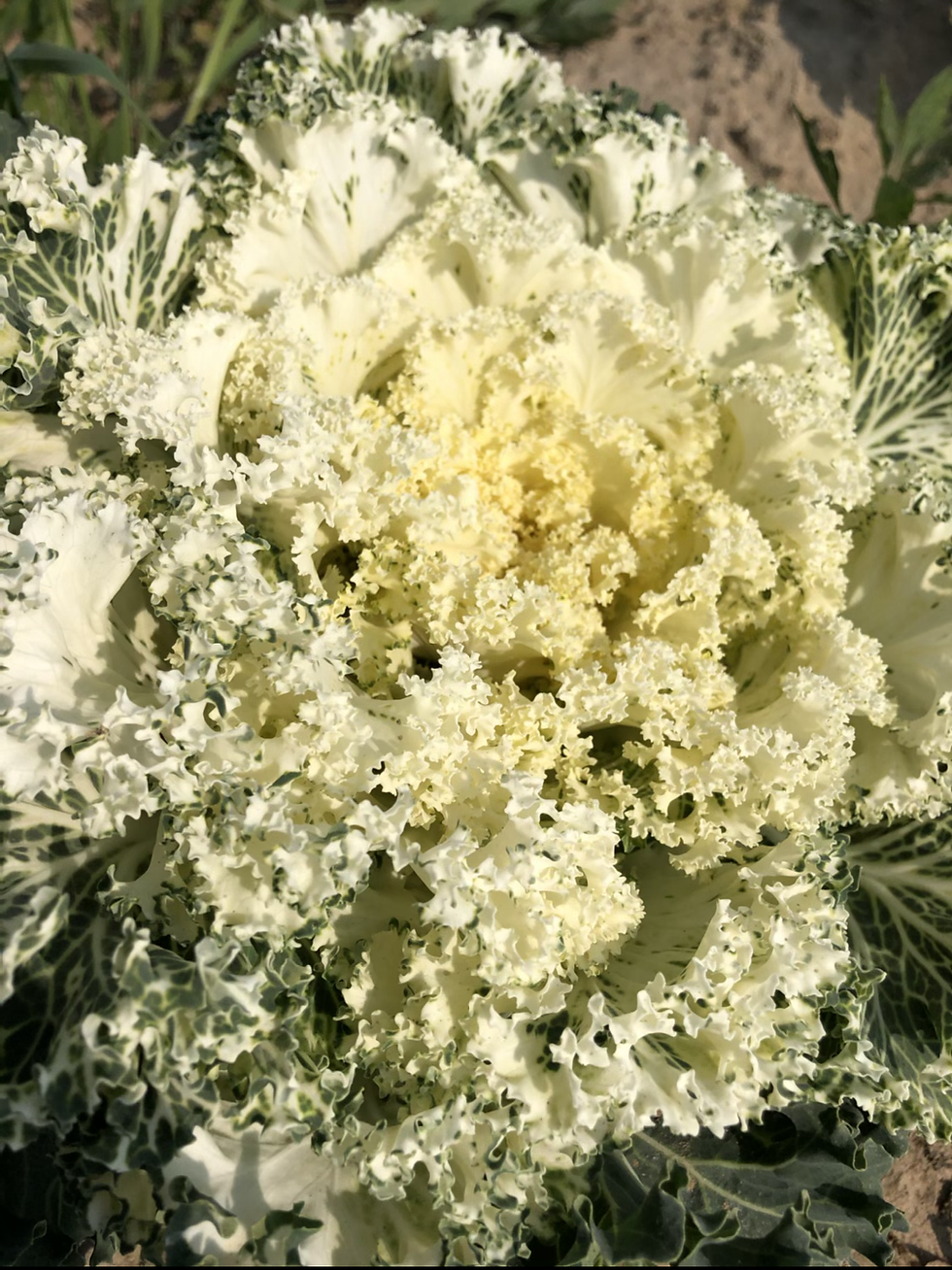 Thumbnail: Ornamental Kale - Brassica oleracea