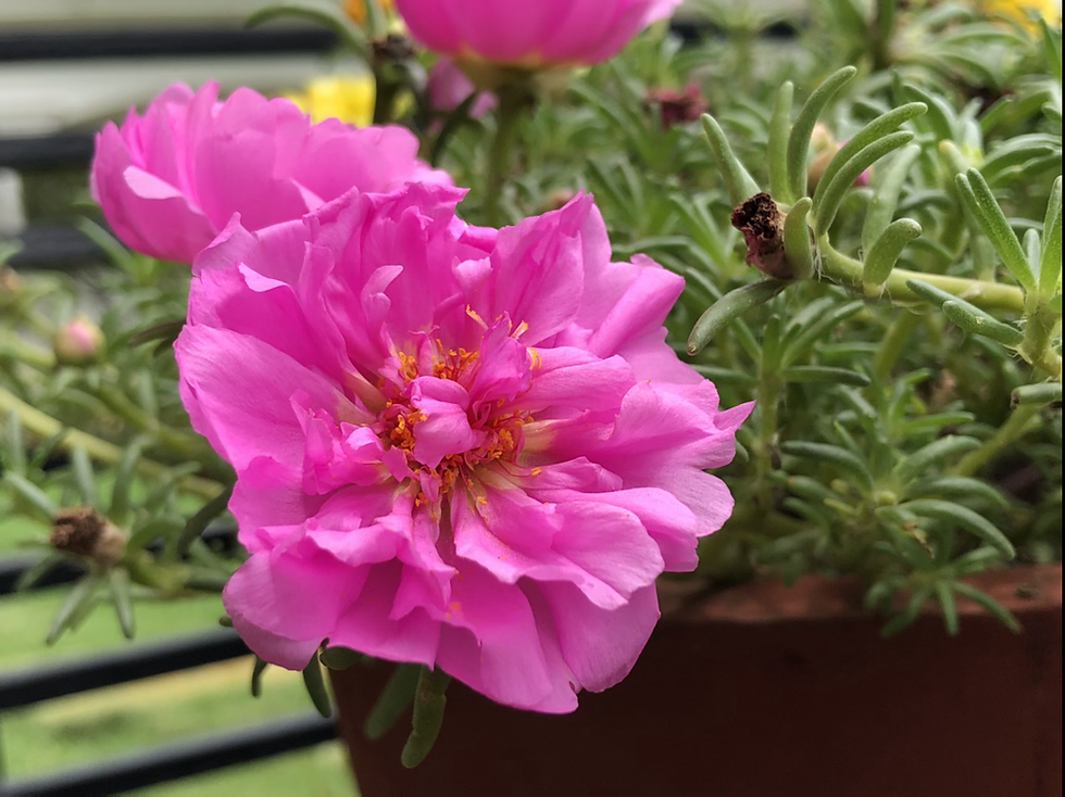 Thumbnail: Portulaca grandiflora  Double Mix