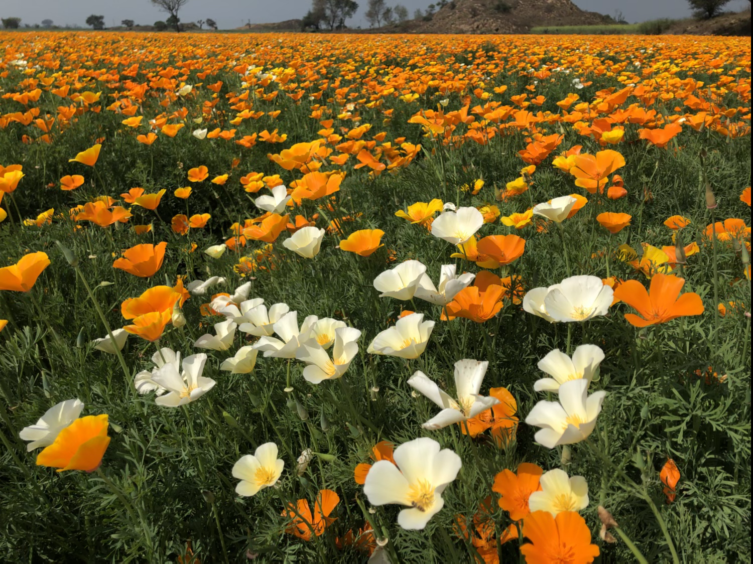 California Poppy - Eschscholzia Californica Mix