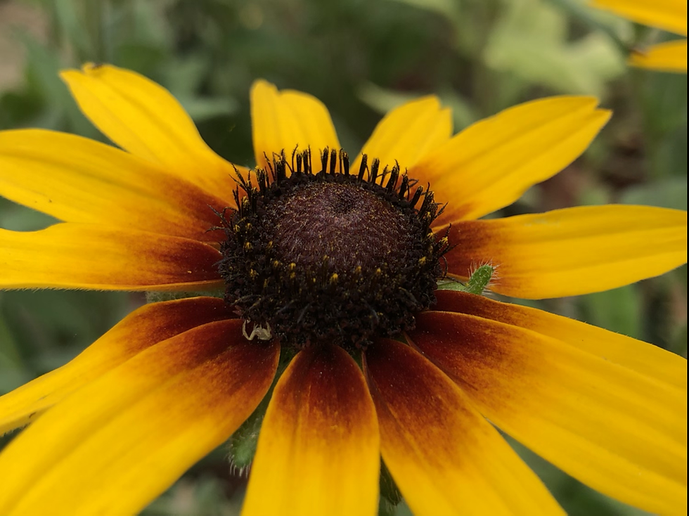 Thumbnail: NM - Rudbeckia rustic Dwarf Mix