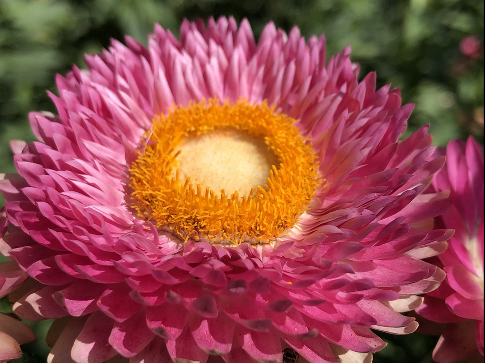 Thumbnail: NM -Helichrysum Songs Mix