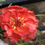 Thumbnail: NM - Portulaca grandiflora Double Mix