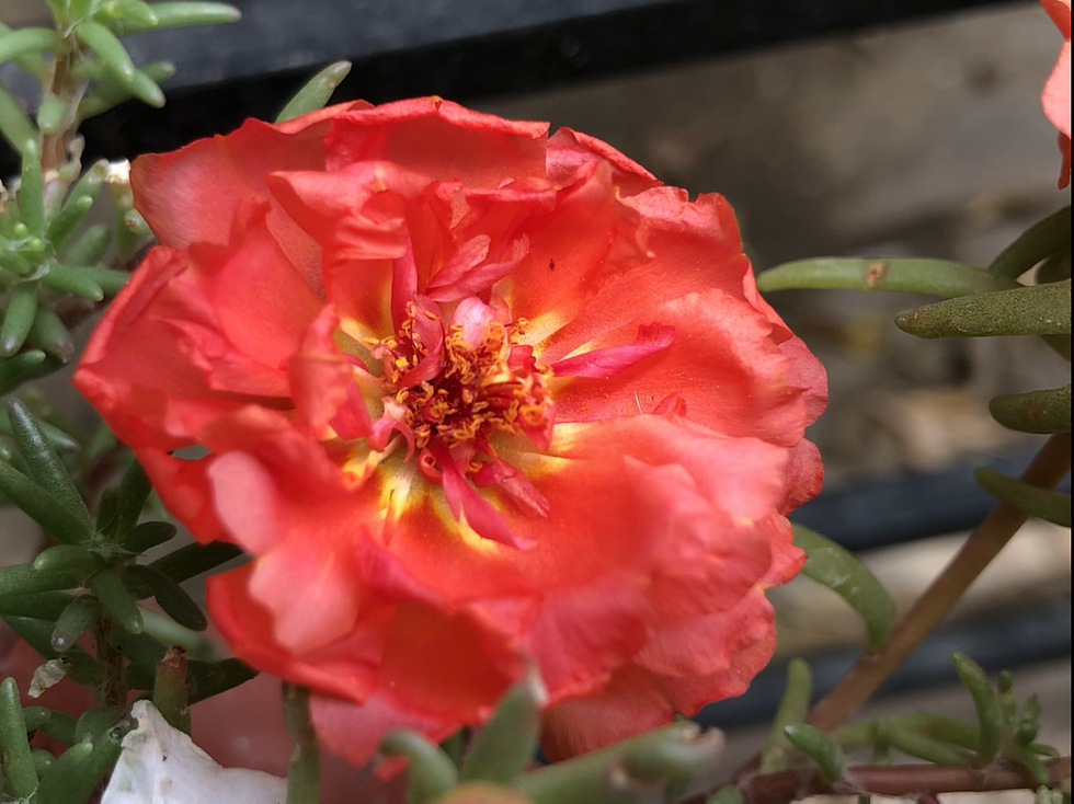 Thumbnail: NM - Portulaca grandiflora Double Mix