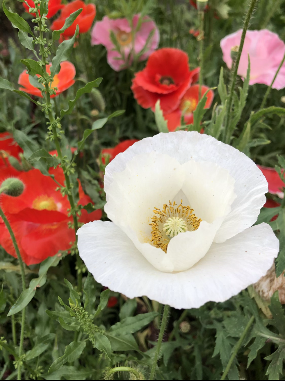 Thumbnail: NM - Indian Shirley Poppy Mix (Papaver roheas)