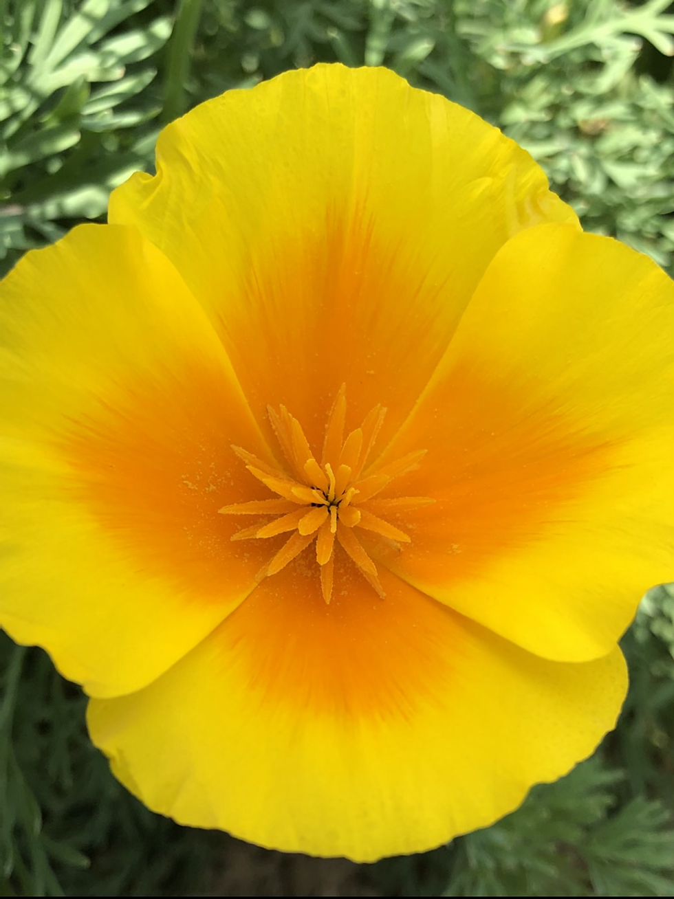 Thumbnail: California Poppy - Eschscholzia Californica Mix
