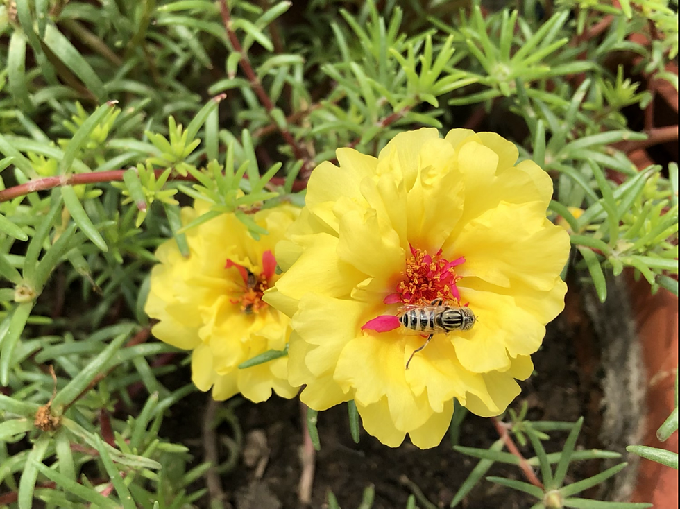 Thumbnail: Portulaca grandiflora  Double Mix