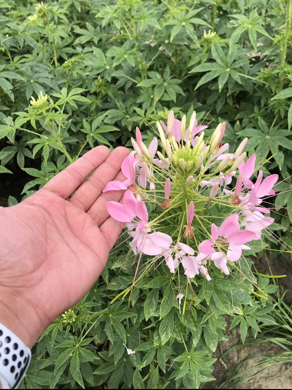 Thumbnail: Cleome spinosa Mixed