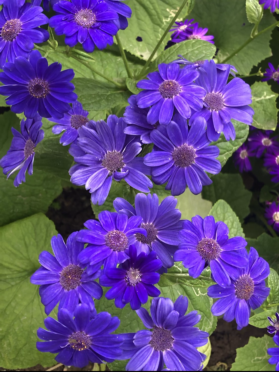Thumbnail: Cineraria maritima Flowering