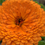 Thumbnail: Calendula Fiesta Gitana Mix
