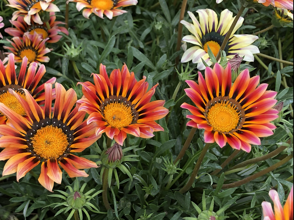 Thumbnail: Gazania Sunshine Hybrid Mix