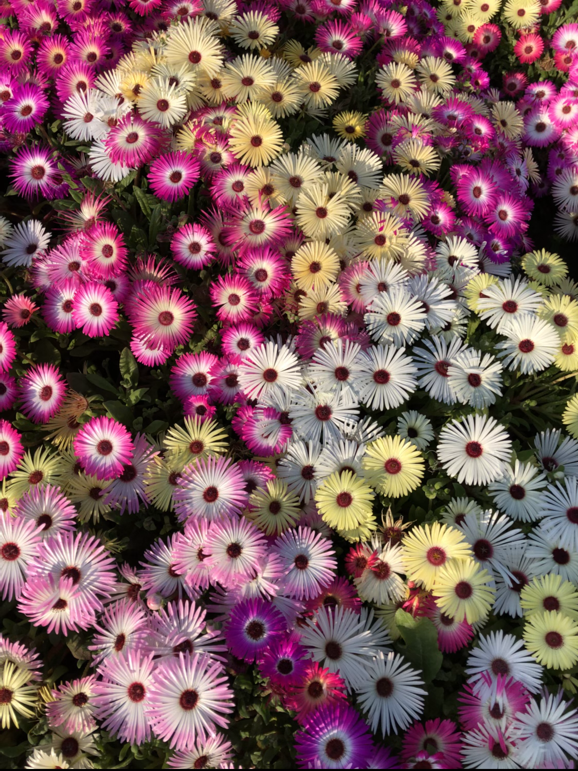 NM - Mesembryanthemum Mix (Burf)