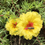 Thumbnail: NM - Portulaca grandiflora Double Mix