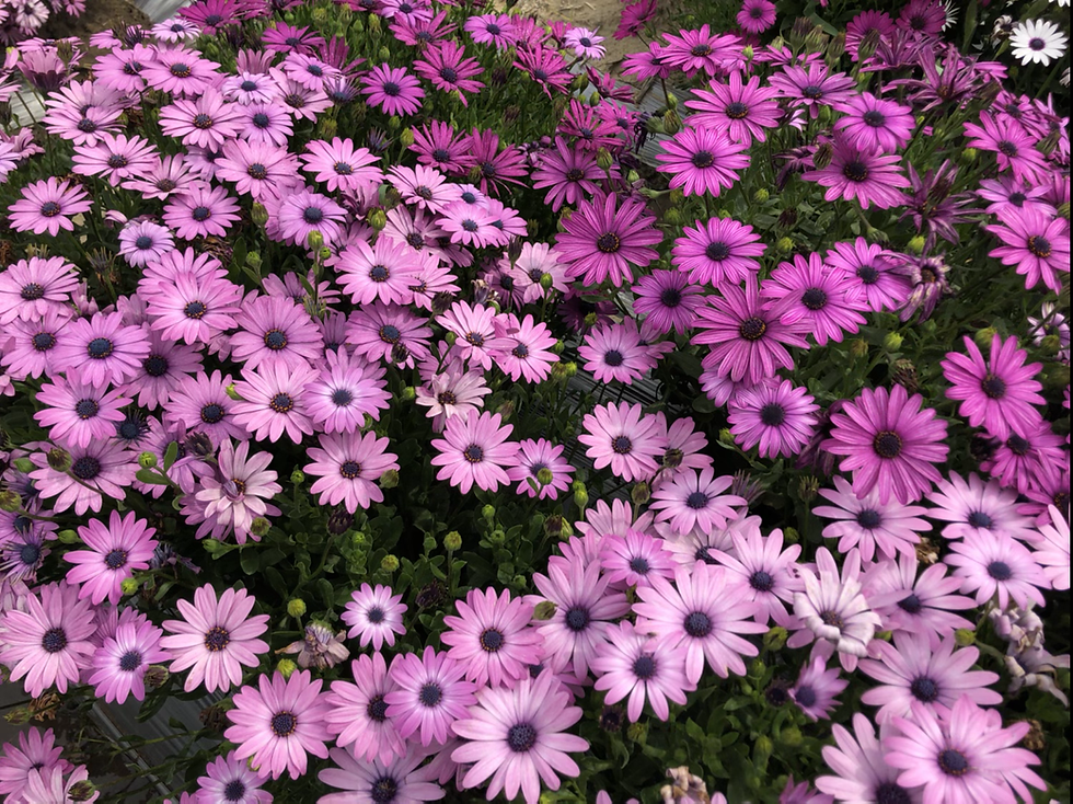 Thumbnail: Osteospermum ecklonis