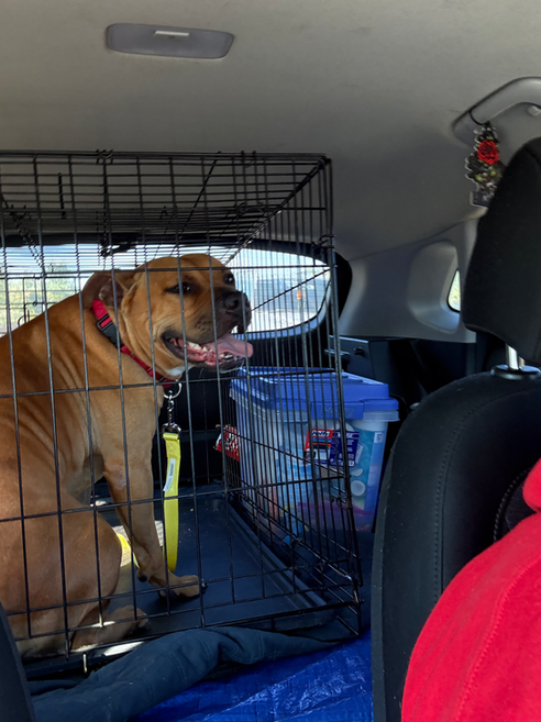 Pet Transport by Waggin Wheels from Queens, NY to Pennsylvania fro Amster Dog.