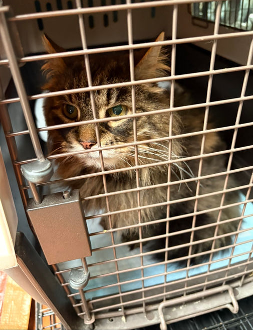 Cat transport with Waggin' Wheels Pet Transport