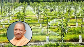 Ped Lagao, Ped Bachao Abhiyan 2024: इतिहास रचेगी Yogi Government, जनसहभगिता से पूरा होगा पर्यावरण संरक्षण का संकल्प: मुख्यमंत्री