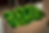 Limones Celifrut.png