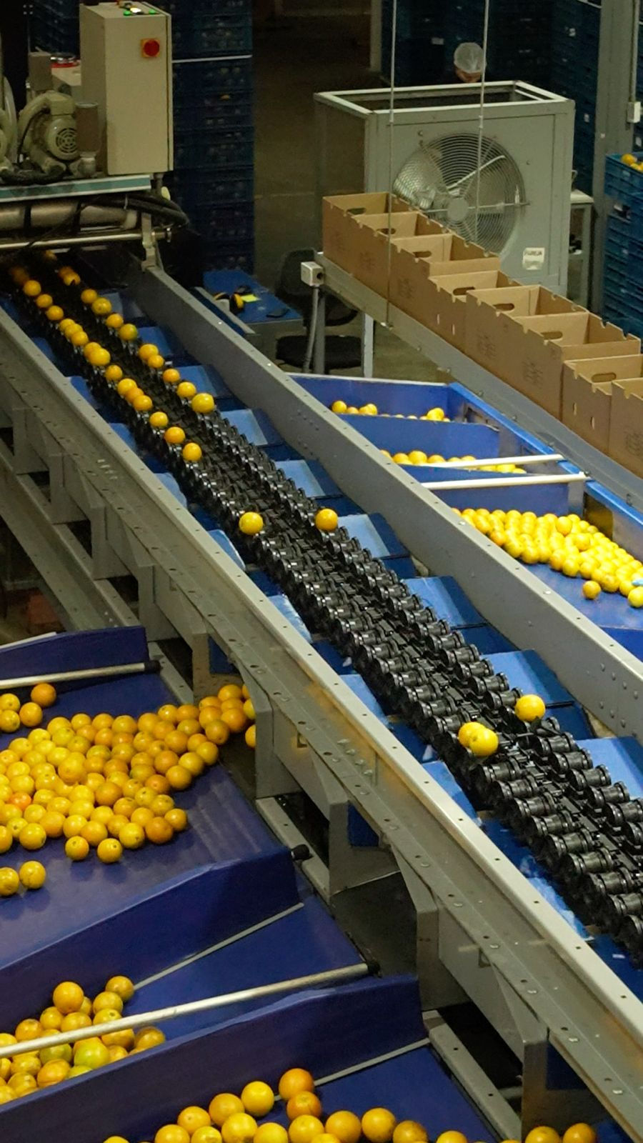 Fruit selection at Celifrut’s facility
